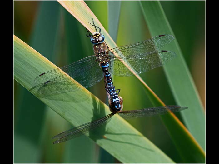 nature image 03